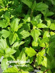  16 تنسيق الحدائق جميع مناطق الكويت