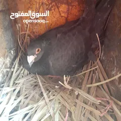  2 حمام منوع وملون