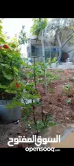  15 بيت ومنازل للبيع