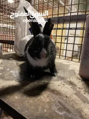  3 Rabbits for sale