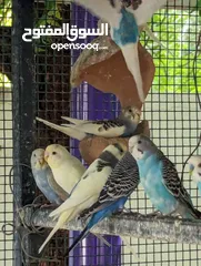  13 طيور الحب انتاج محلي