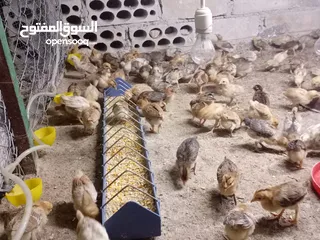  20 صوص بلدي عمر 38 يوم   صوص بلدي عمر 18 يوم
