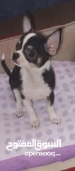  20 Chihuahua puppies