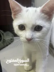 4 female kitten for adoption