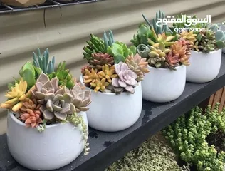  5 Handmade pots