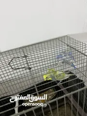  5 طيره   تراكيب. سبانجل. وذكر تراكيب.  ريمبو جاهزات تب نضافه