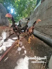  2 فرخات باكستاني عمر من 3 ل 4 شهور.....