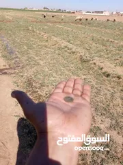  2 عملة قديمة حجر كريم