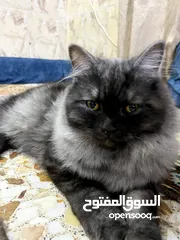  1 قطة شيرازي العمر 8 أشهر ملقح كامل تلقيحات