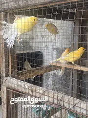  1 طيور كنار للبيع