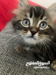  16 للبيع قطط عمر شهرين 2 سكوتش  1 بريتش 1 شانشيلا مكس بريتش