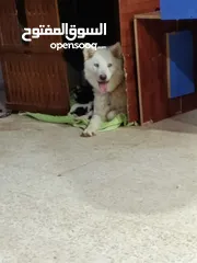  7 جرو هاسكي عمره شهر و اسبوع  بيور