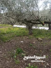  26 ارض زراعيه في بلعا دير الغصون