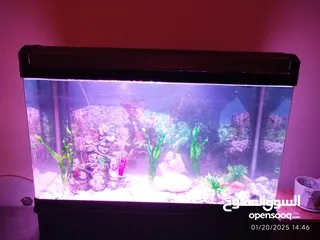  11 a massive aquarium