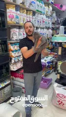  2 بريتش مع فل بكج احضر الريلز