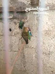  1 ثلث جواز شغالات الوان حلوه جوزين روز أخضر وزيتي تركواز وجوز فشر ازرق راس اسود وجوز للبيع او البدل