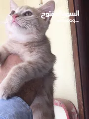  4 Scottish fold and Scottish streat