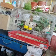  2 طيور كوكتيل