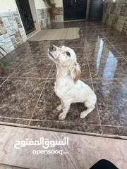  4 جراء سيتر ....جراء صيد
