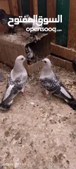  1 حمام مشكل للبيع