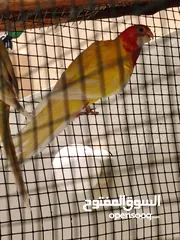  2 روزيلا انثي
