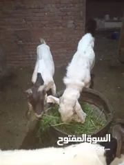  1 معزه زرايبي عشر من دكر حجازي وراها دكرين
