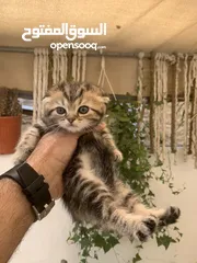  7 كتنز مكس سكوتش ستريت وبريتش فولد للبيع