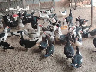  1 بط مصري +حمام