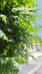  34 مشروع الحمر 4 بمساحه 250 متر 4 غرف نوم
