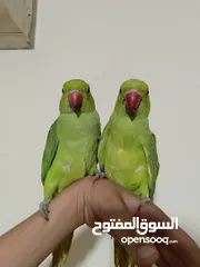  2 ببغاء دره للبيع بسعر حرق شوف التفاصيل