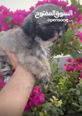  2 Shih Tzu Teacup