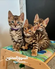  2 قطط البنغال