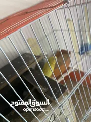  1 طيور حب تحتهم سبه فراخ و بيضة بسعر حرق