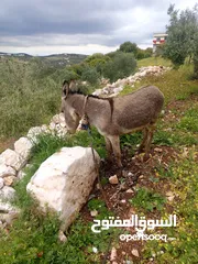  2 حمار للبيع
