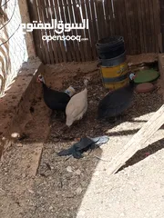  1 منجد الدبوبي