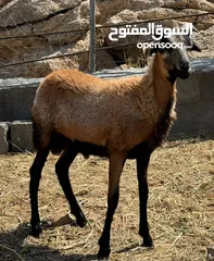  4 كبش تهجين وعل أفريقي