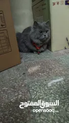  1 Persian cat