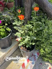  2 نباتات واشتال واشجار مثمره