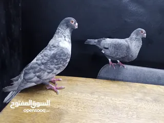  4 جوز قراقطه للبيع معهم فرخ