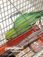  1 طير دره مش اليف مع قافص جانبوه