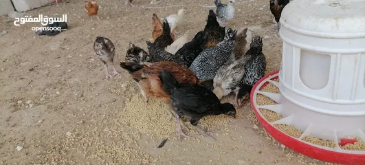  11 موجود صوص بلدي
