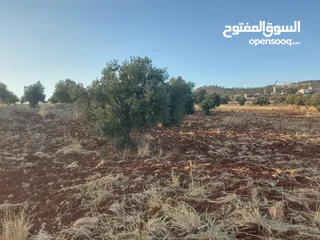  1 ارض للبيع جرش ام قنطره