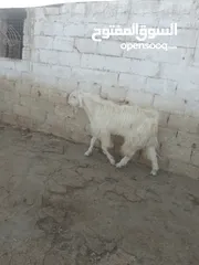  3 تيس ابيض حليب ......