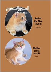  3 High-level British Shorthair kittens with pedigree