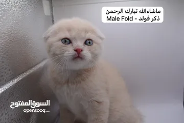  2 سكوتش كيتن فولد وستريت الوان مميزه ليلك ومشمشي وغيرها 15 كيتن