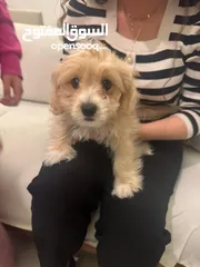  5 شيتزو ومالتيز Shih tzu and maltese