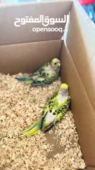  3 Budgies with full accessories