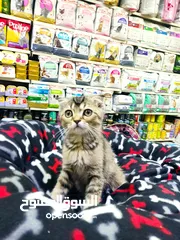  3 قطه سكوتش جولدن تابي العمر شهرين