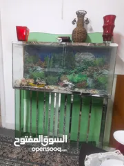  1 حوض سمك ارتفاع مترين عرض 140