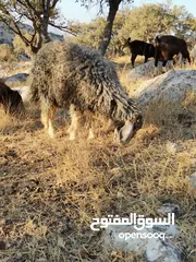  1 خروف للبيع